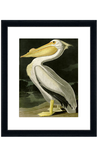Obraz American White Pelican Kler Accessories